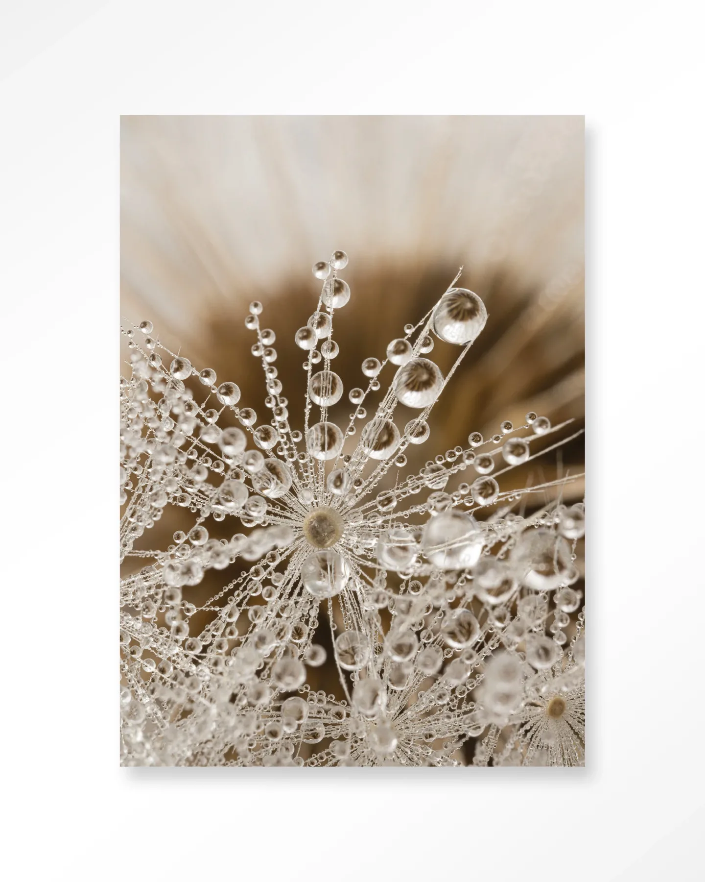 Nahaufnahme des Wandteppichs Landliche Natur - Urban Cotton mit Tautropfen auf einer Pusteblume