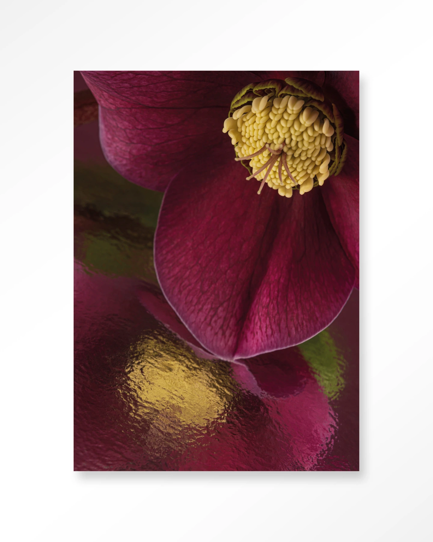 Nahaufnahme des Wandteppichs Spiegelung einer Christrose mit der tiefroten Blüte und gelben Staubblättern - Urban Cotton