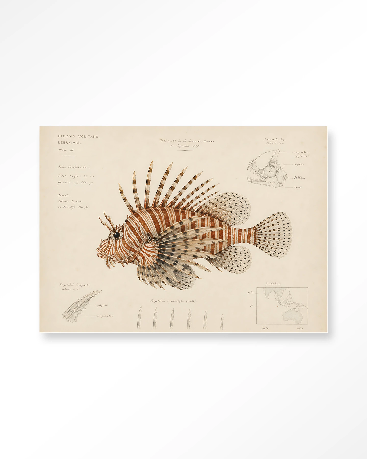 Wall Hanging Lion Fish - Urban Cotton - Urban Cotton