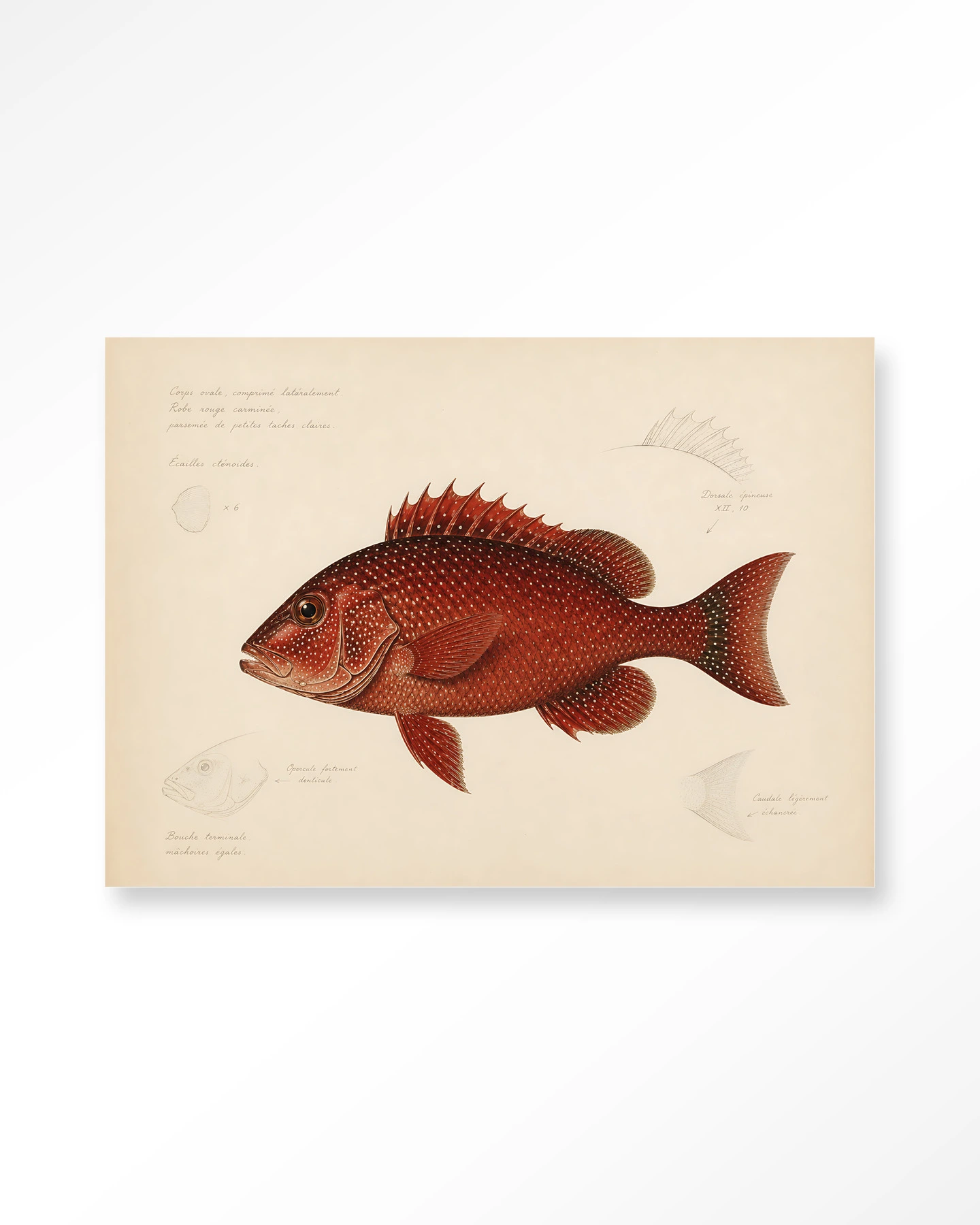 Wall Hanging Red Snapper - Urban Cotton - Urban Cotton