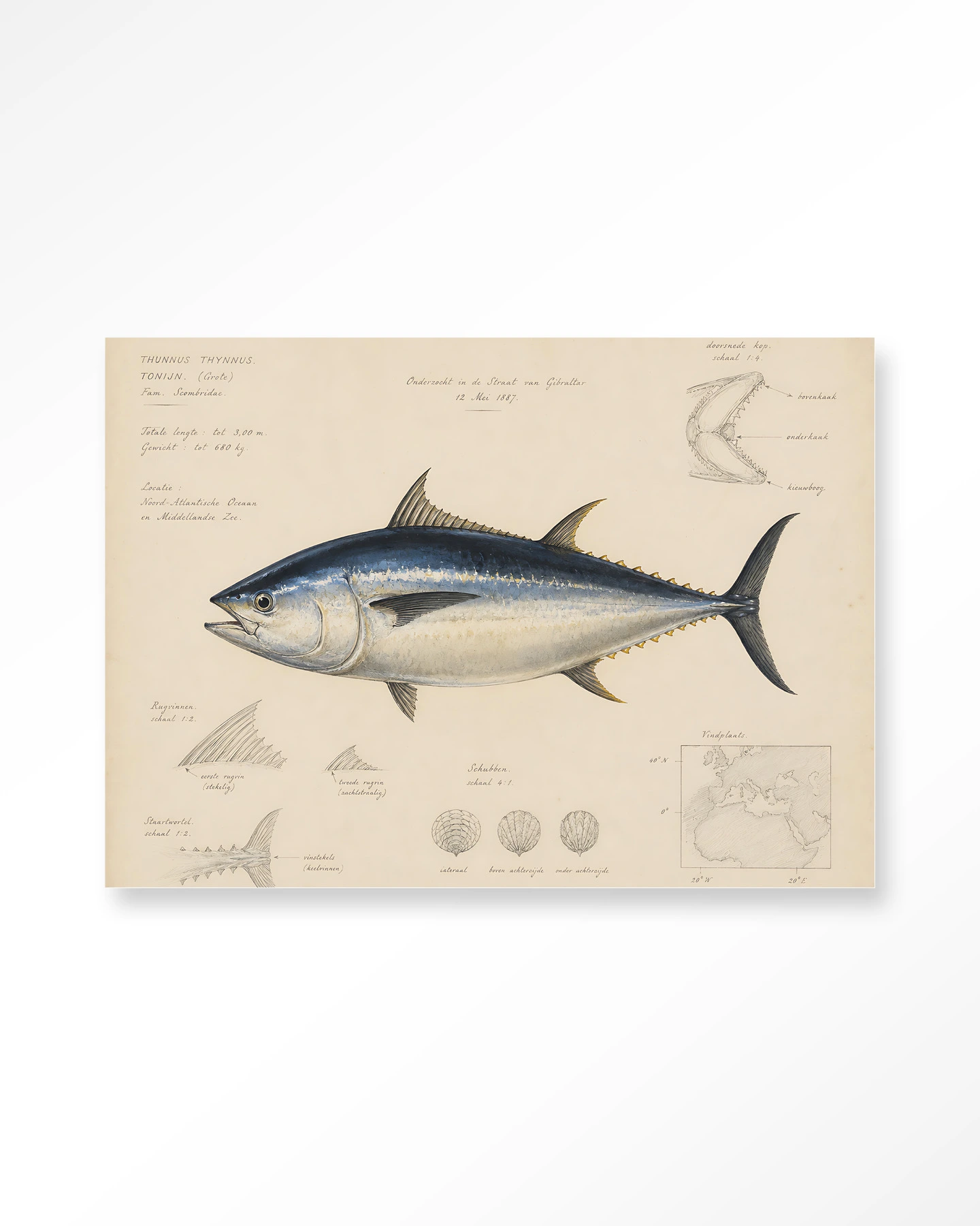 Wall Hanging Tuna Fish - Urban Cotton - Urban Cotton