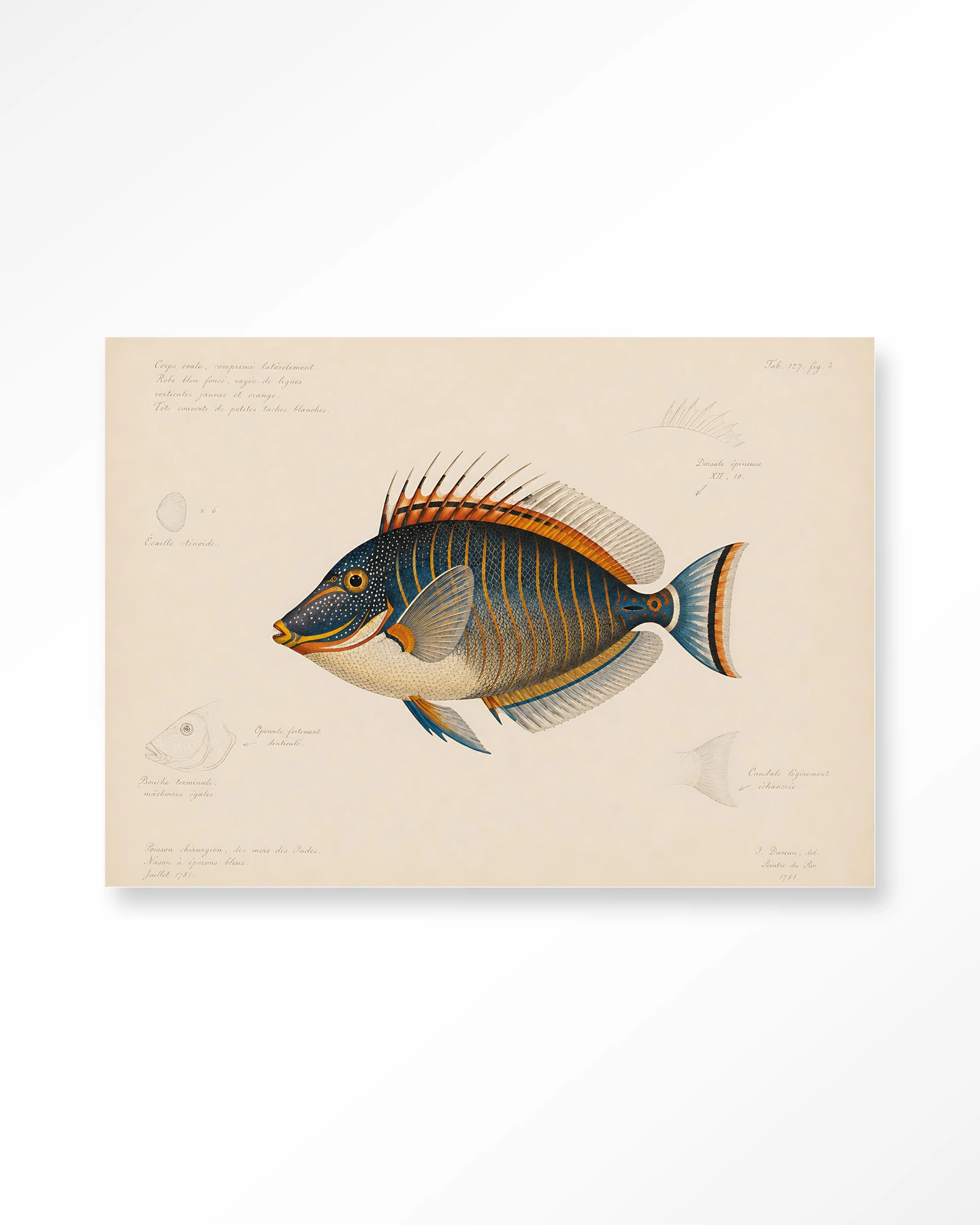Wall Hanging Tropical Fish - Urban Cotton - Urban Cotton