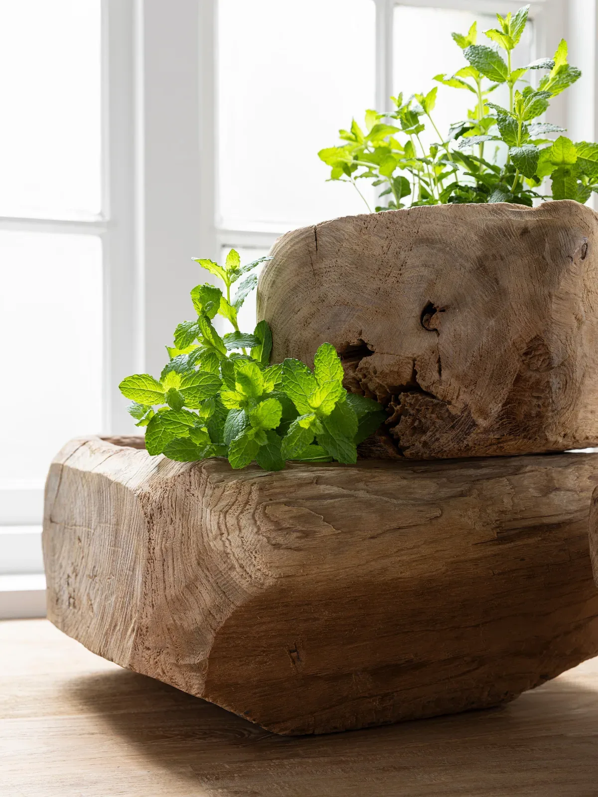 Zwei robuste Tabletts Kelud aus Holz mit frischen Minzpflanzen, vor einem Fenster stehend - MUST Living
