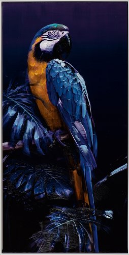 Cuadro Guacamayo azul - Hiskiart