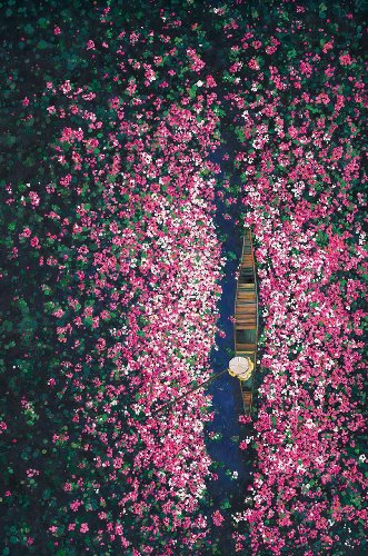 Schilderij Flower Boat roze - Hiskiart