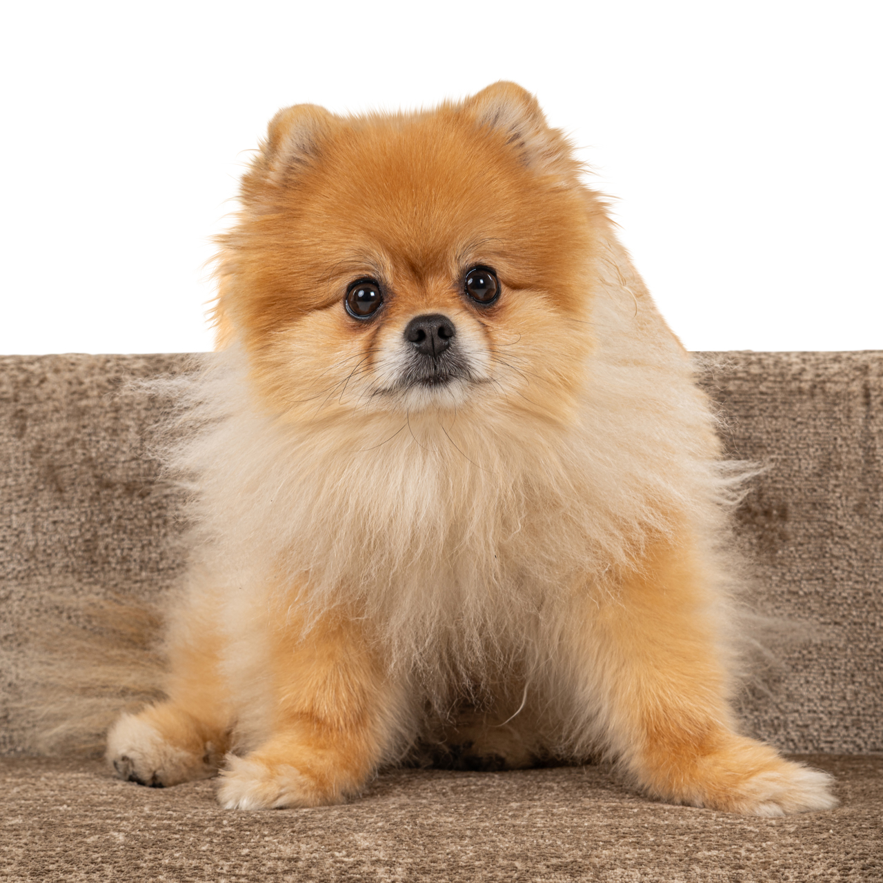 Hundebett Bingo taupe chenille - Richmond Interiors
