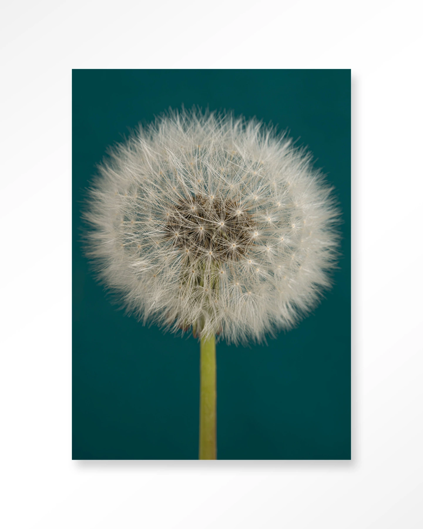 Wall Hanging Pluizige Paardenbloem - Urban Cotton - Urban Cotton