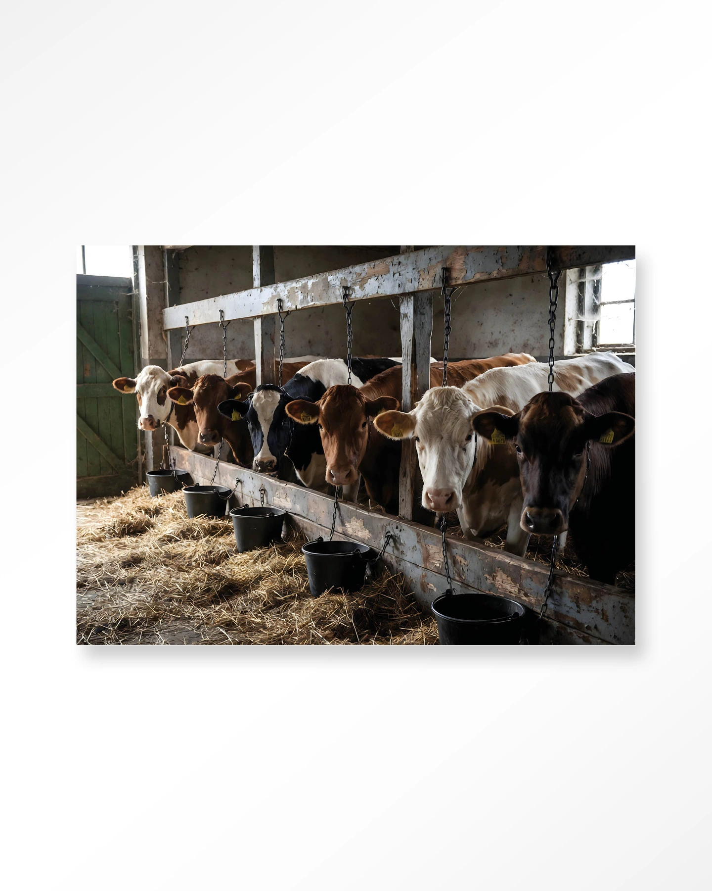 The Cow Barn Wall Hanging, Urban Cotton - Urban Cotton