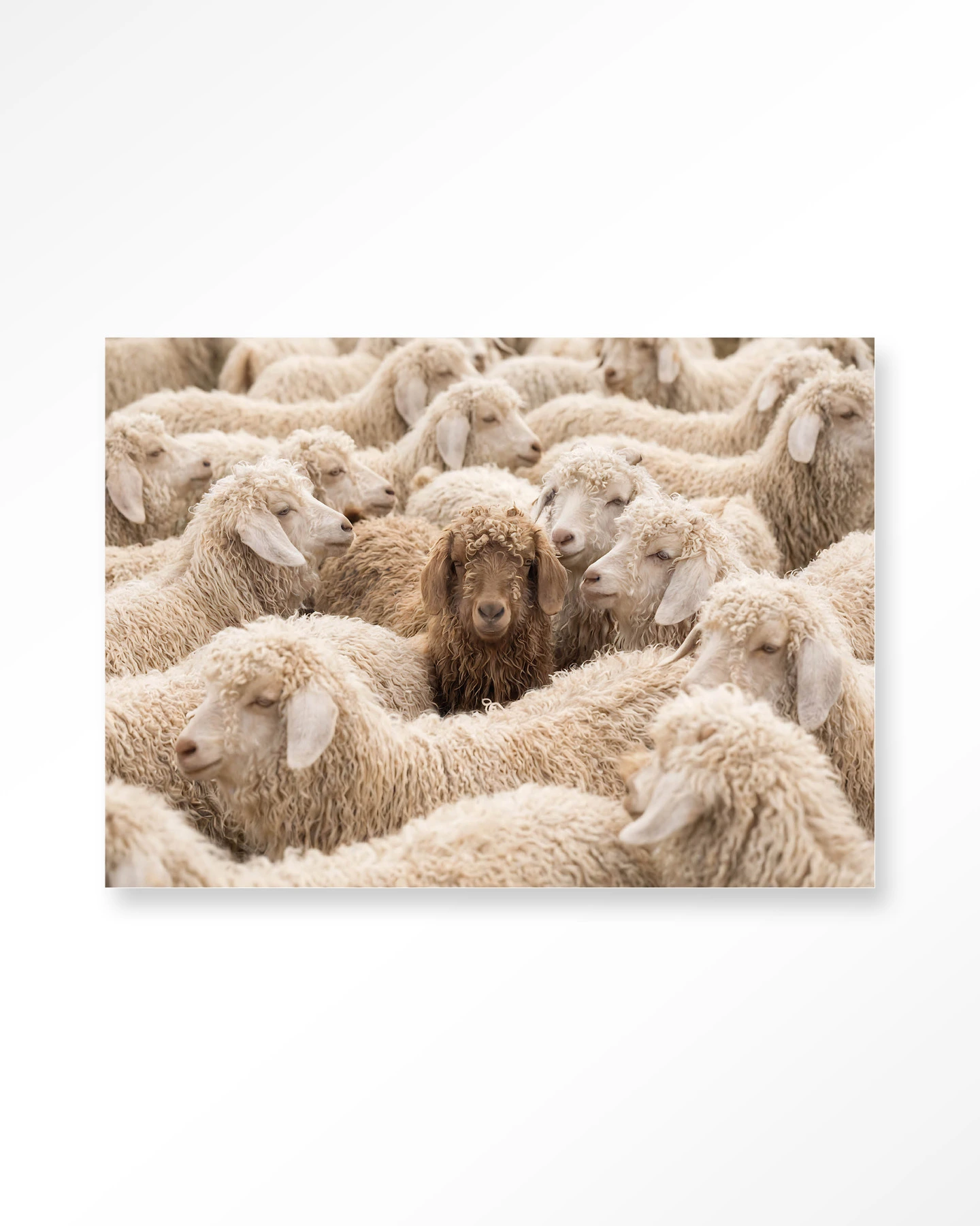 Wall Hanging The Herd - Urban Cotton - Urban Cotton