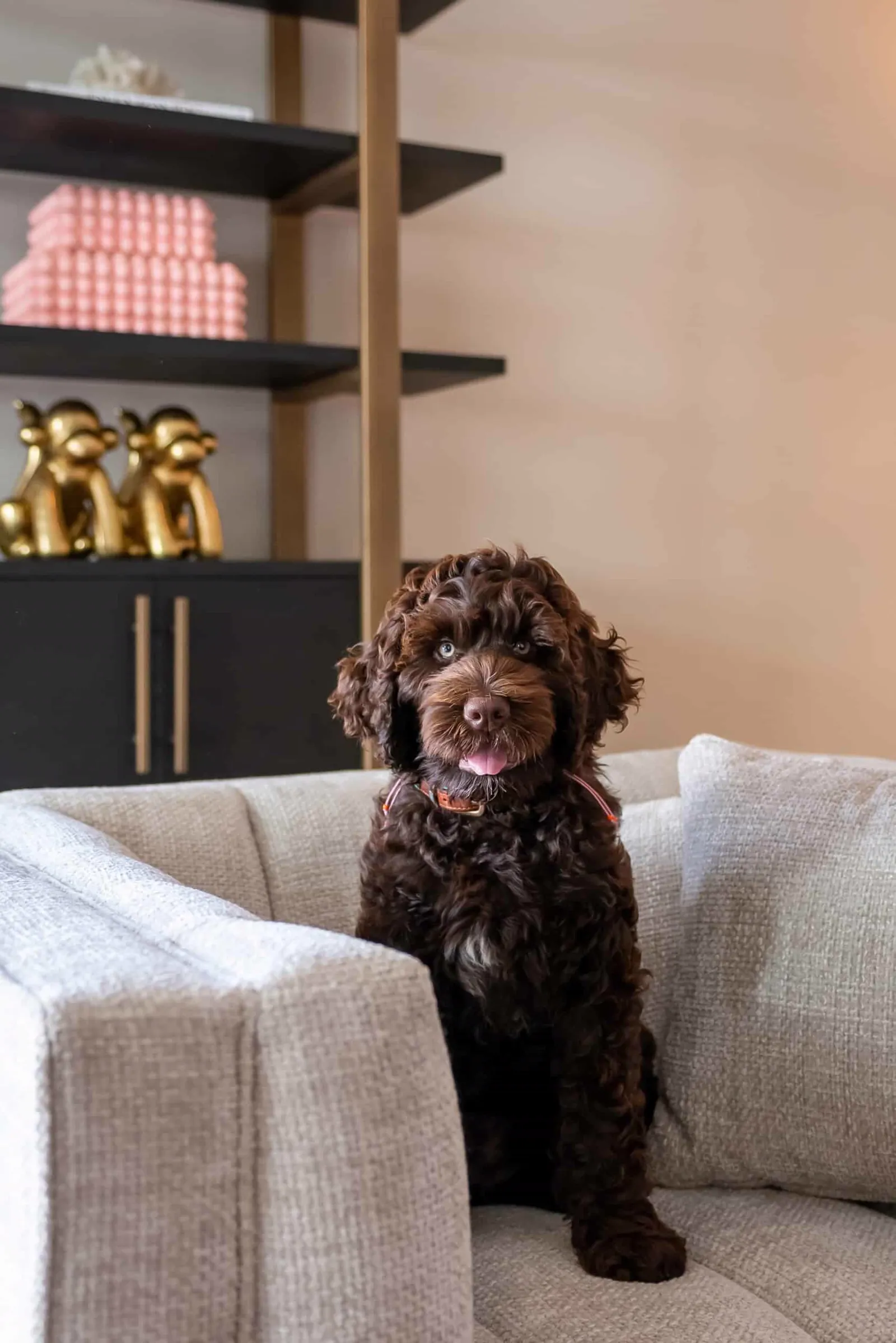 Cambon Wall Cabinet dark coffee - Richmond Interiors