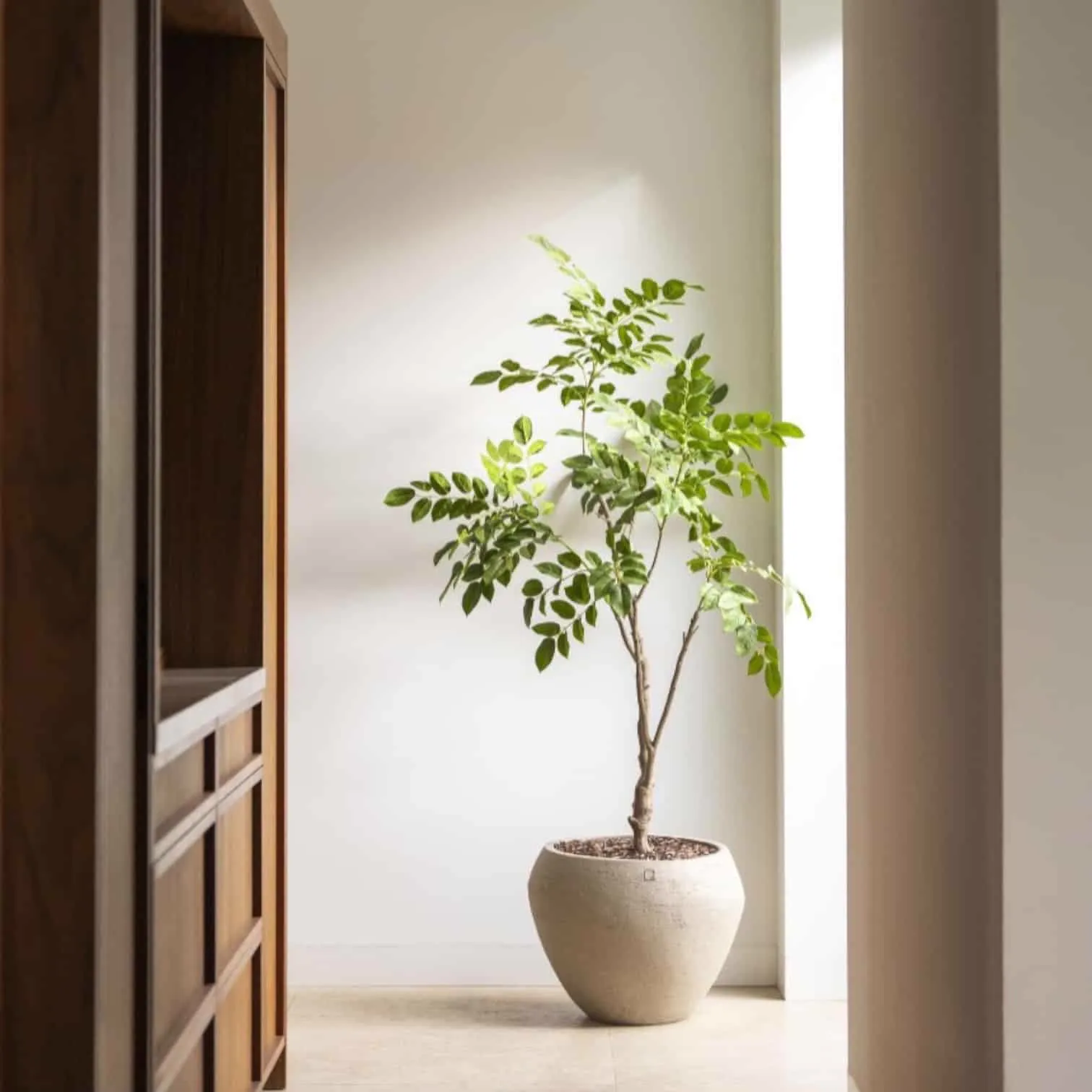 Sandalwood Boom 180cm incl. Terreno Pot | Sand