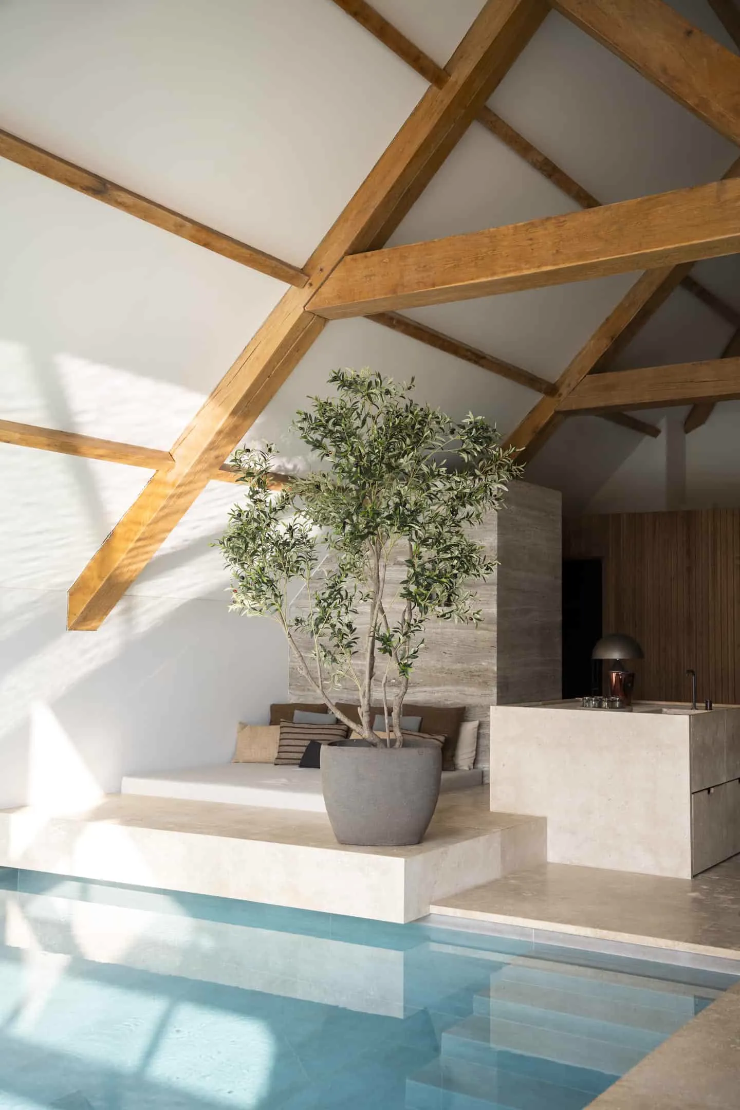 Luxury Silk Olive Tree 260cm | Pot Included