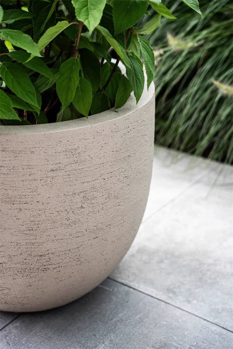 Sandalwood Tree 180cm incl. Terreno Pot | Sand